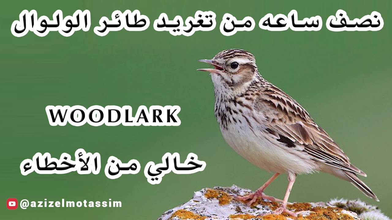 نصف ساعه من تغريد طائر الولوال Woodlark Alouette lulu