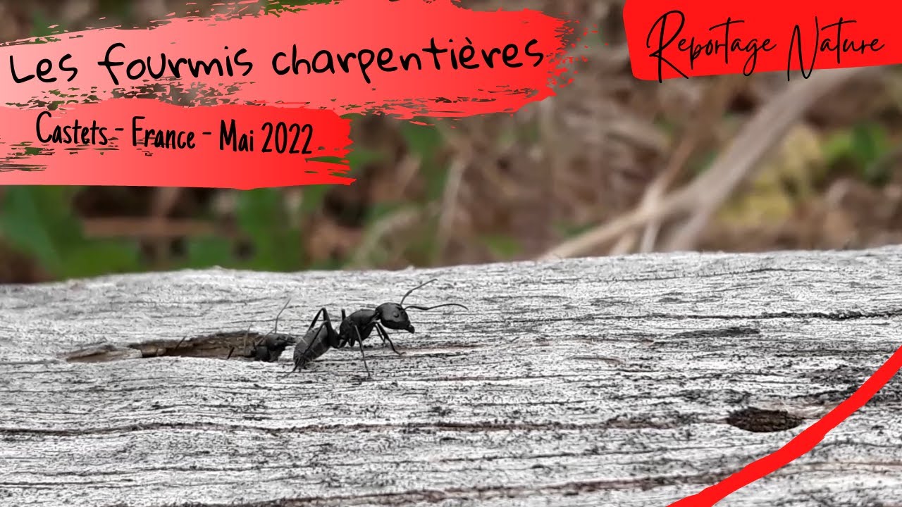 Les fourmis charpentières dans les Landes de Gascogne