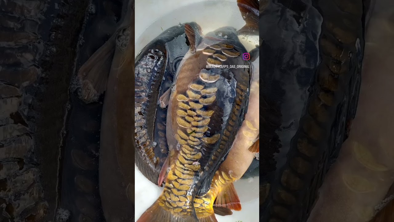 Fischbesatz bei Kunden :) Beautys und Laichtiere