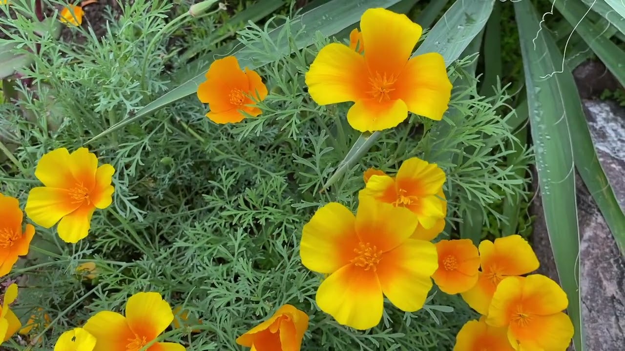 Relaxation Practice: Havening and Healing Imagery - 22 min