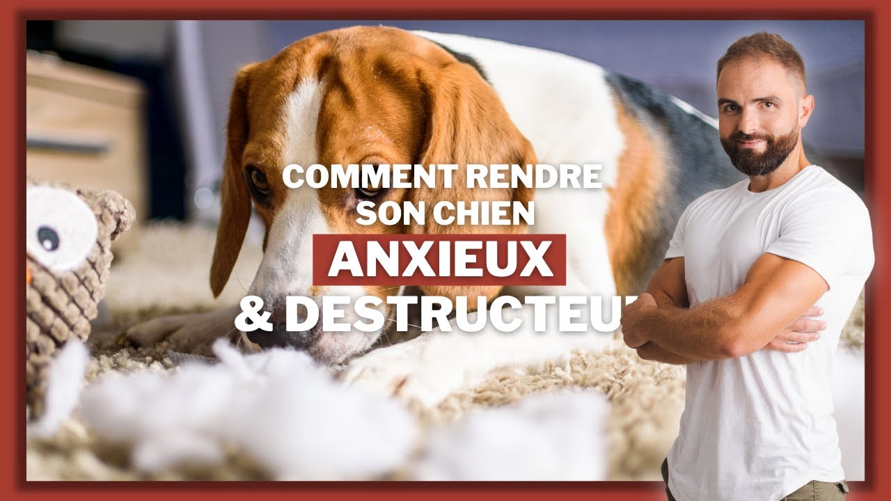 Comment rendre son chien anxieux et destructeur ?