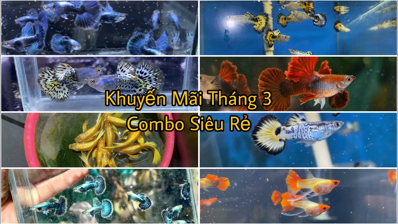 Khuyến Mãi Free ship Cá 7 Màu Tuyển Giống Với Combo Siêu Rẻ