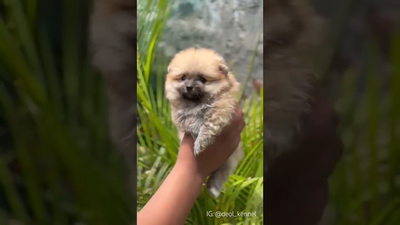 Extreme quality Toy Pom puppy. 