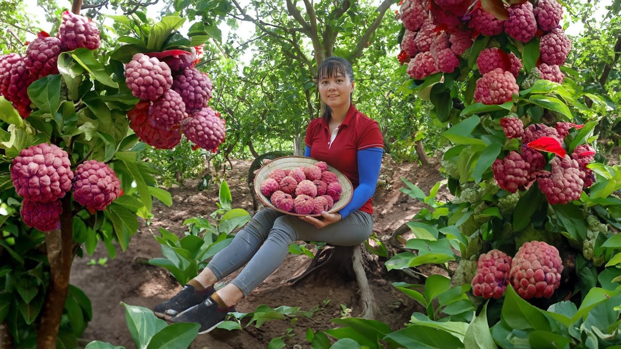 Harvest Custard Apple Fruit (Na Na) Goes to market sell | Phuong Daily Harvesting