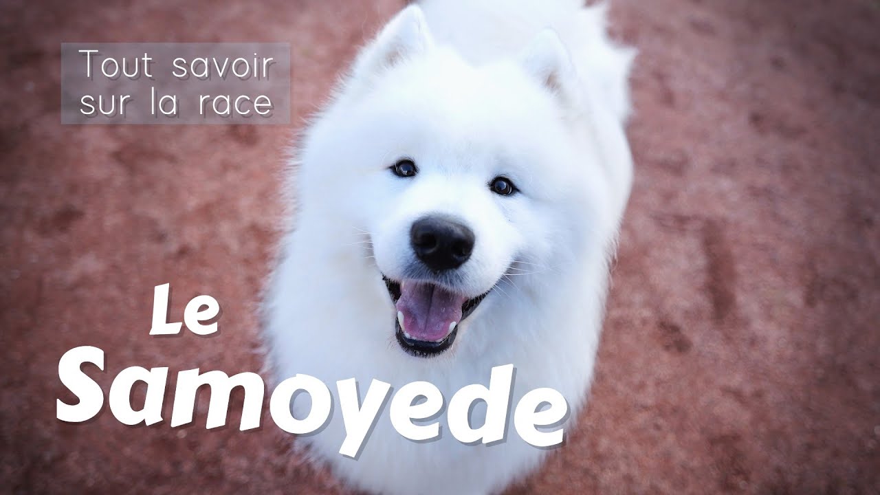 Le Samoyede : Tout savoir sur cette Race de chien ! (Toilettage, caract&egrave;re, &eacute;ducation)