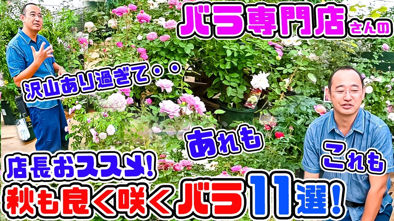 【バラ専門店】店長おススメ♪秋も良く咲くバラ紹介🌹(11選) 高木 大輔店長