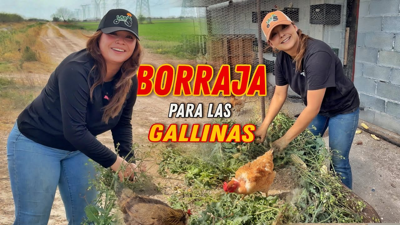 No pasarán hambre con esta seca 🐓 ISELA HASTA MAÍZ LES CONSGUIO 