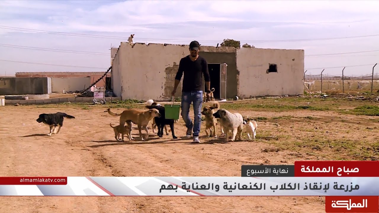 مزرعة لإنقاذ الكلاب الضالة والعناية بهم