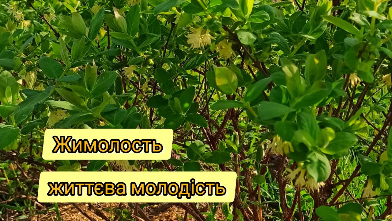ЖИМОЛОСТЬ! Чи варто садити?  Ягода на любителя 😁🧐