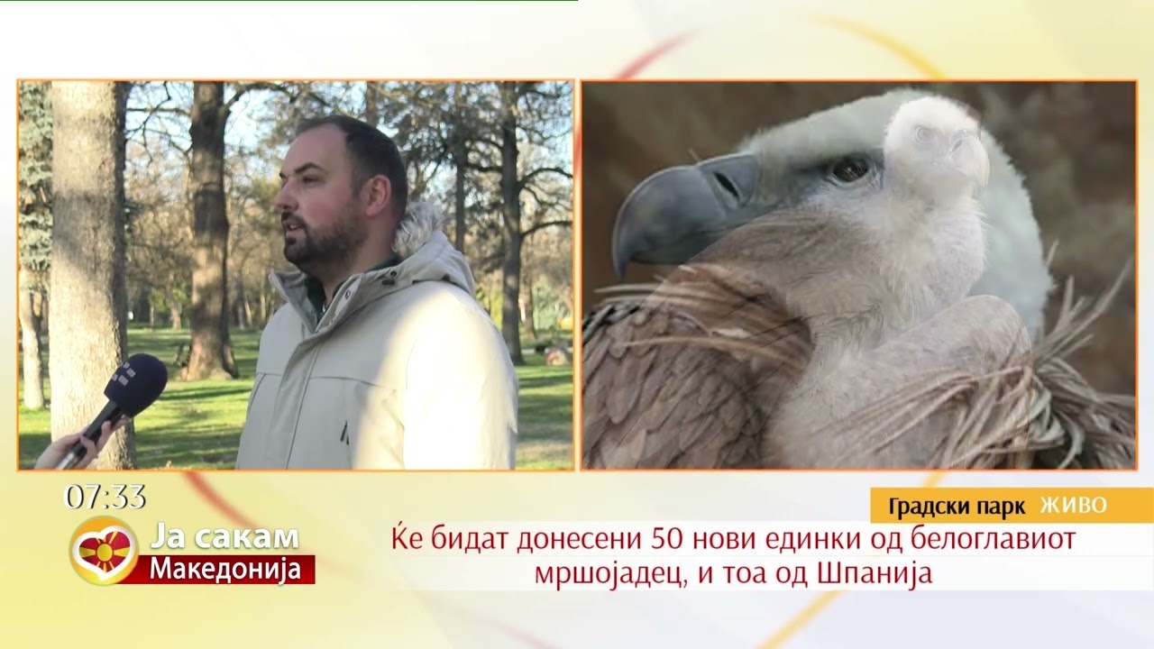 Славе Накев за проектот за обнова на белоглавиот мршојадец, Ја сакам Македонија, Сител телевизија