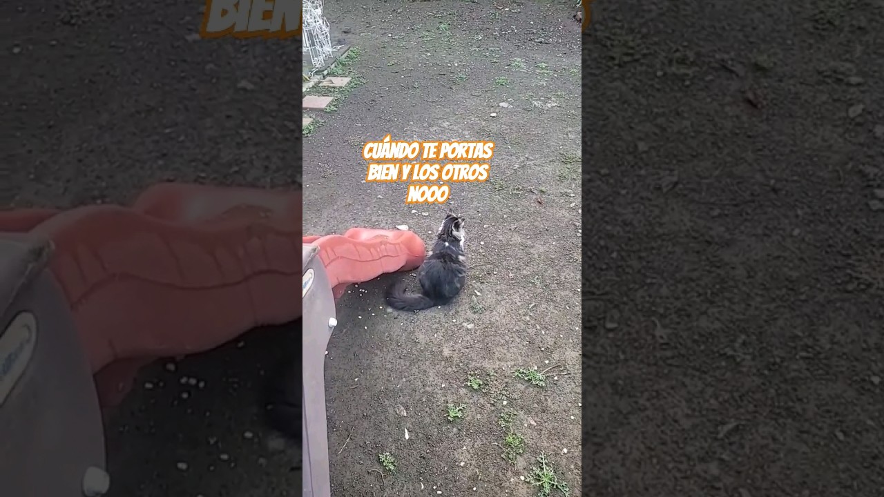 As&iacute; son los gatos #shorts #shortsvideo #catsvideos #cats_and_fun44 #gatos #cats