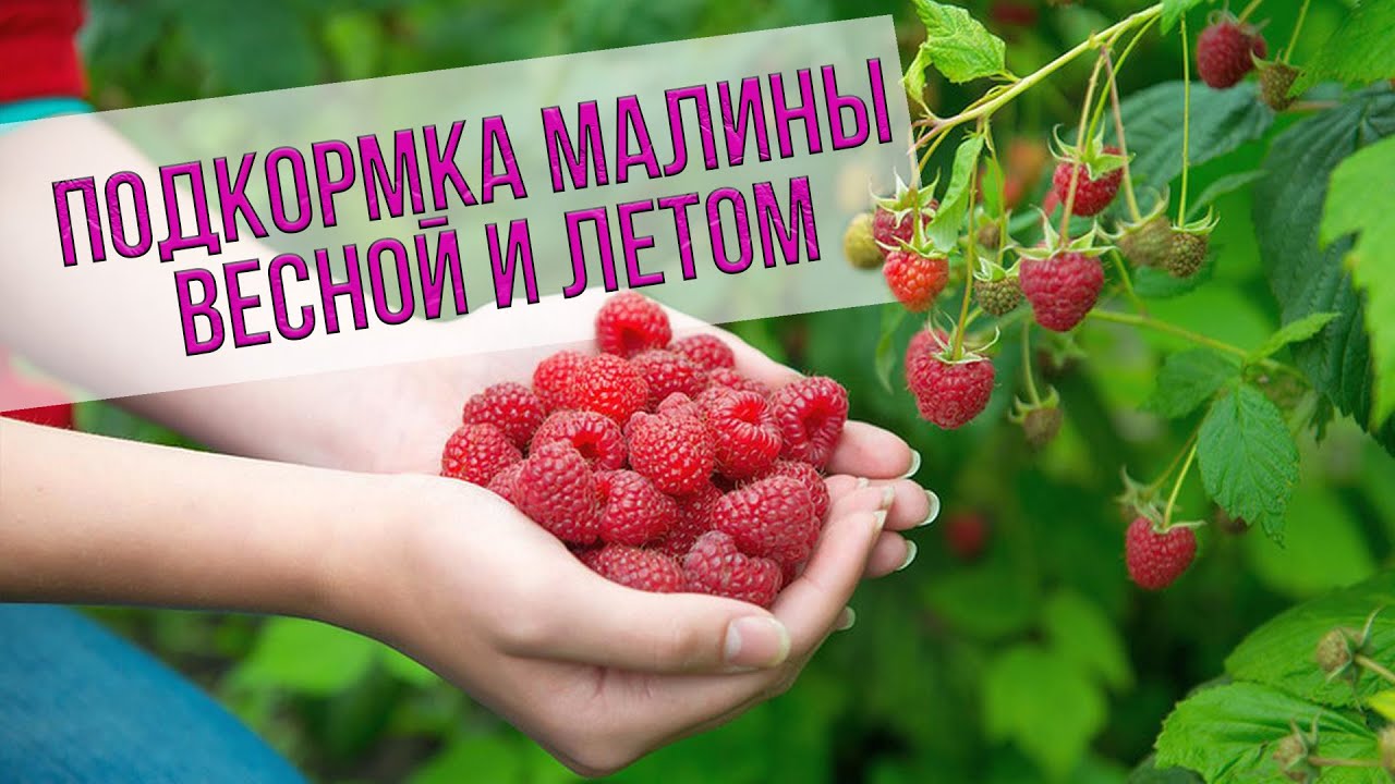 Чем подкормить малину - рекомендации Анатолия Сидоровича. Особенности капельного полива малины