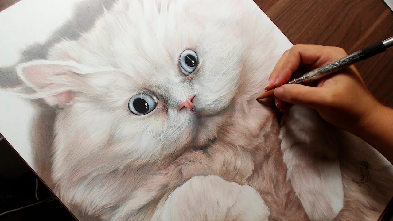 Desenhando um gato Persa (encomenda)
