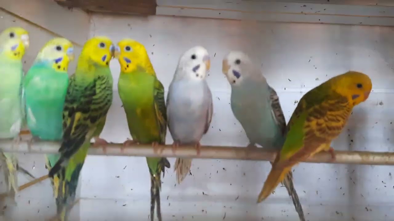 budgies  parrot  love birds cockatiel