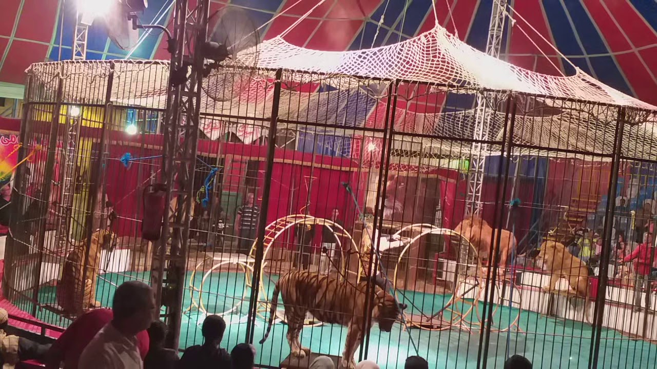 اتفرج على اقوى العروض😍😍😄😄 اسود ونمور مع لوبا الحلو