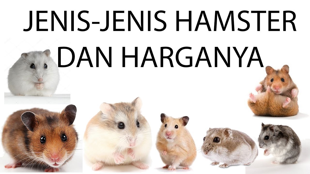 Jenis-jenis Hamster Beserta Harganya By yow ard