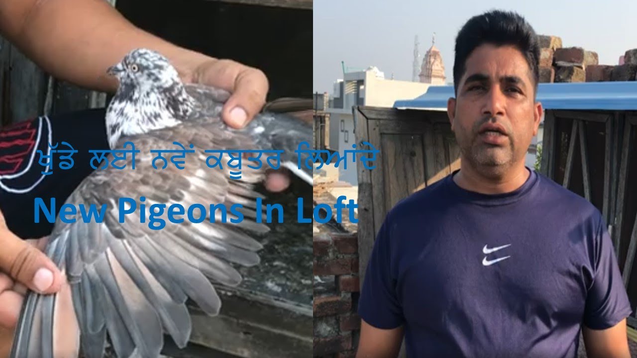 New Pigeons In Loft | Desi Malawi Kabutar| Jagga Jatt