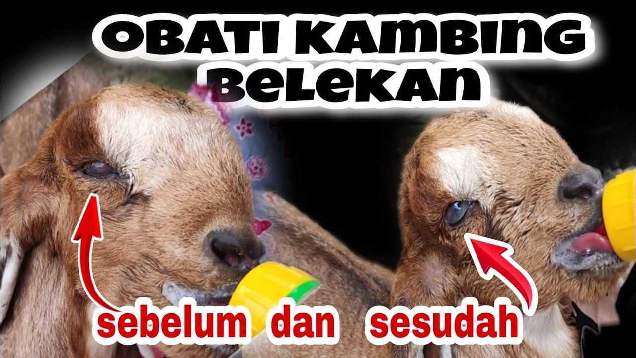 RAMUAN HERBAL cara mengobati cempe / kambing belekan