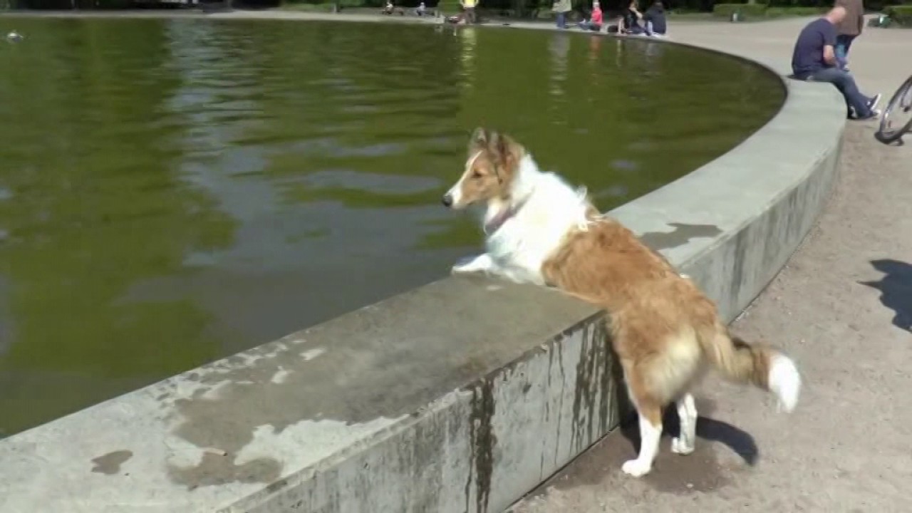 Collie Raika Jahresrückblick