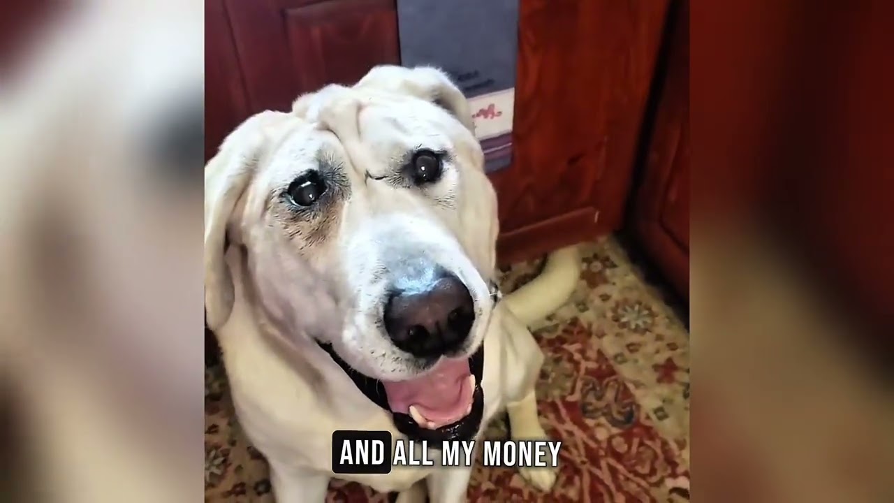 No One Wanted This Dog Until One Woman Gave Him a Chance