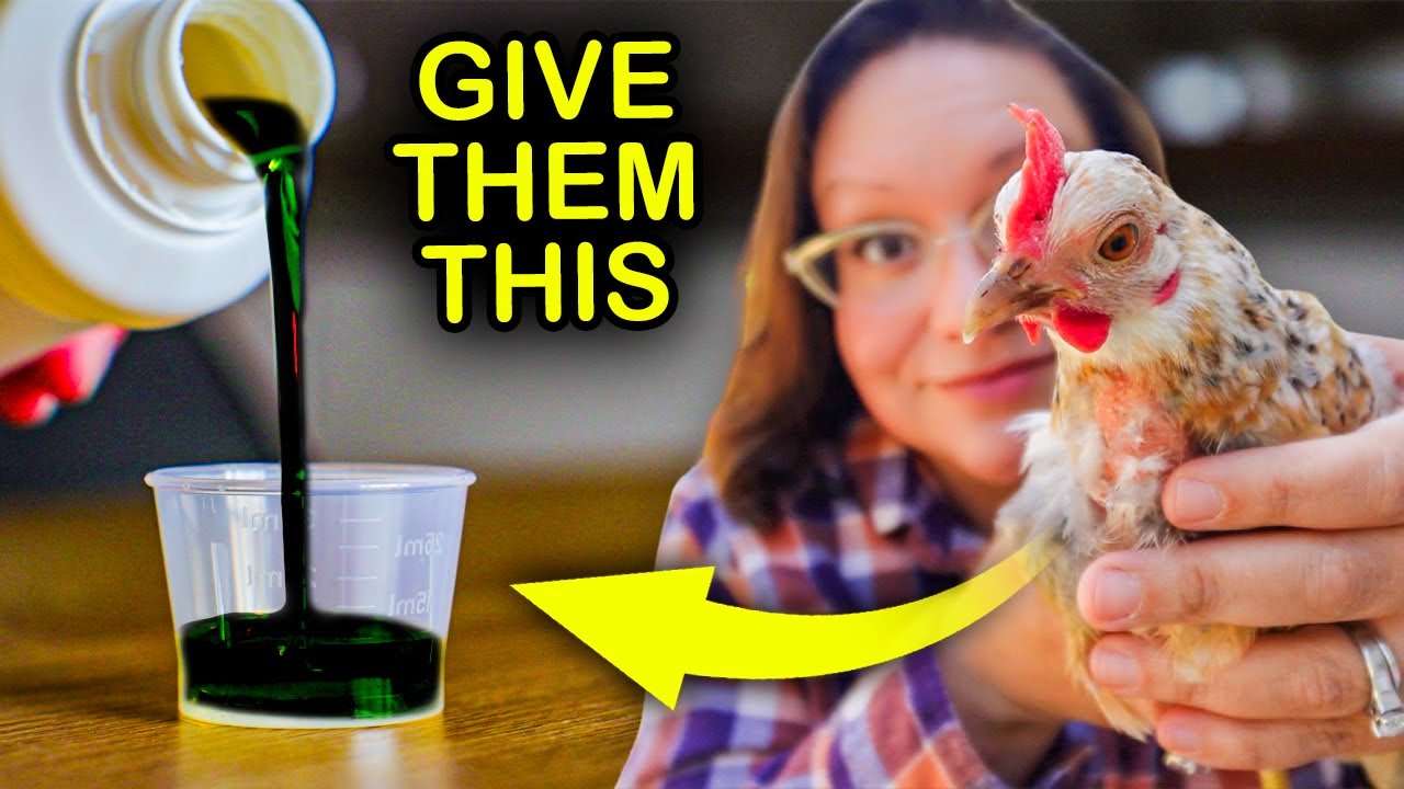 How to NATURALLY Deworm and Prevent Parasites in Chickens