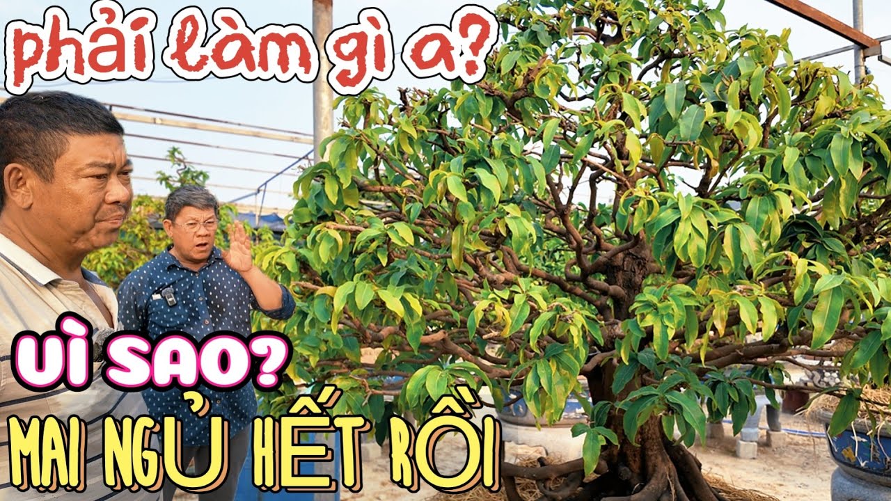 Vì sao mai Phương Bình ngủ hết rồi?Út Đực chia sẻ nguyên nhân & hướng khắc phục hiệu quả - Tập 13567