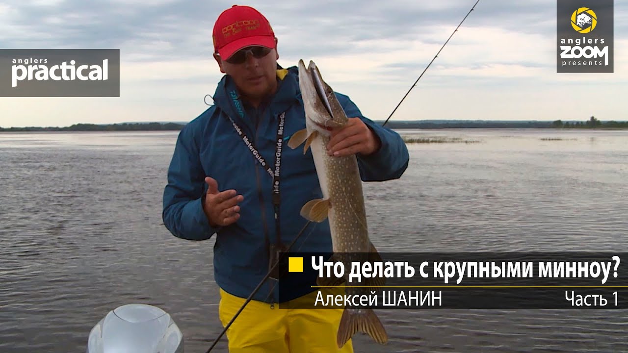 Что делать с крупными минноу? Алексей Шанин Часть 1. Anglers Practical