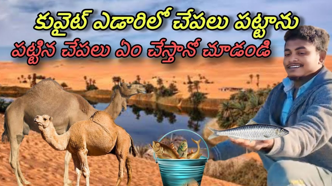 #కువైట్ ఎడారిలో చేపలు పట్టి ఎం చేసాము  😯చూడండి#Volgas @Ravivlogsrayal @kadapasivavolgas