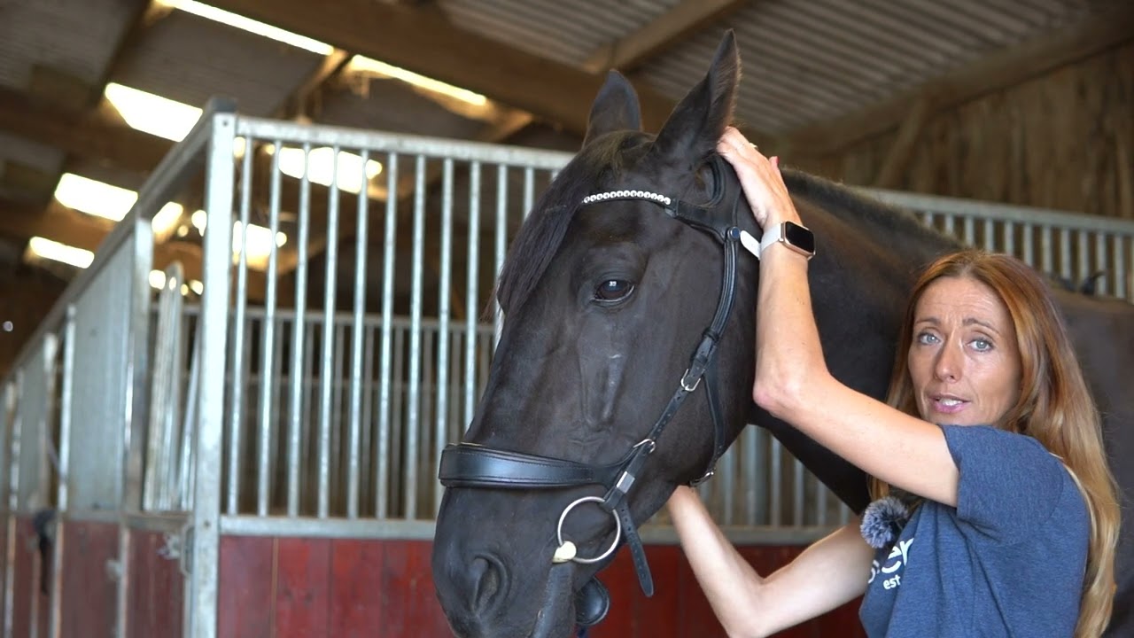 How to fit a Stubben Freedom II Bridle