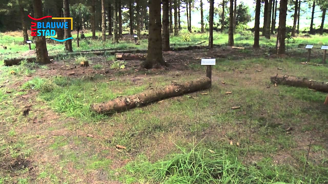 Dierenbegraafplaats in Westerlee