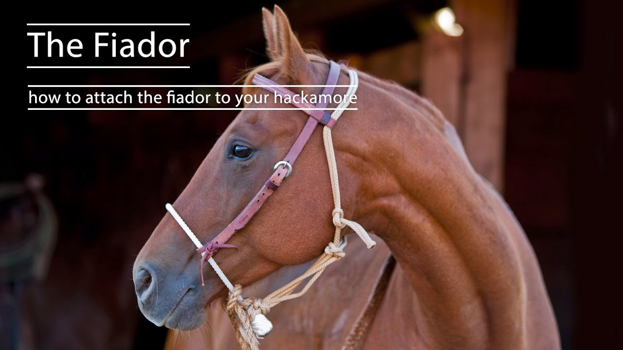 The Fiador How to Attach the Fiador to Your Hackamore