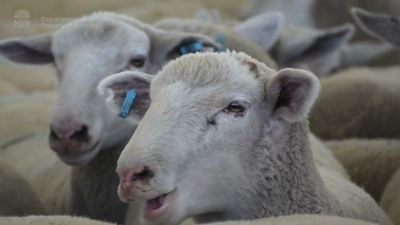 Ballarat Saleyards | Sheep and Goat Electronic Identification