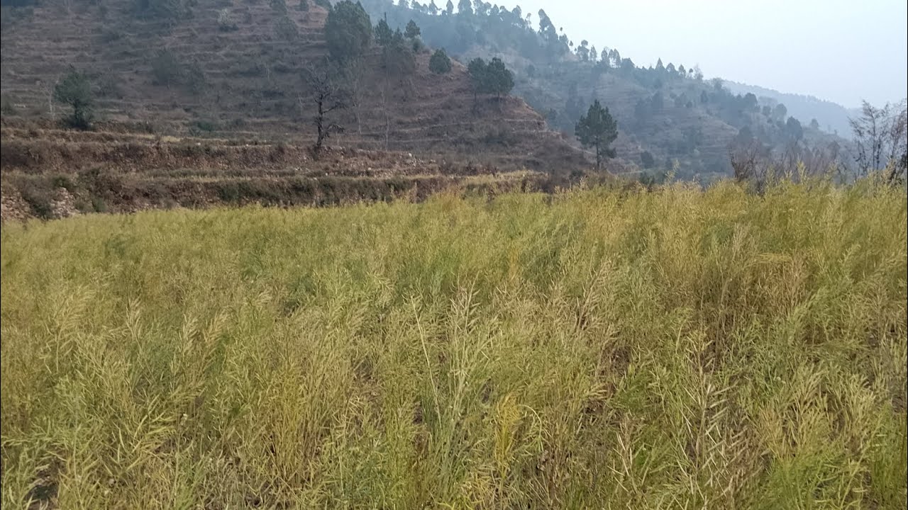 तो आखिर कार हमारा सरसो भी पक चुका है ☺🥰