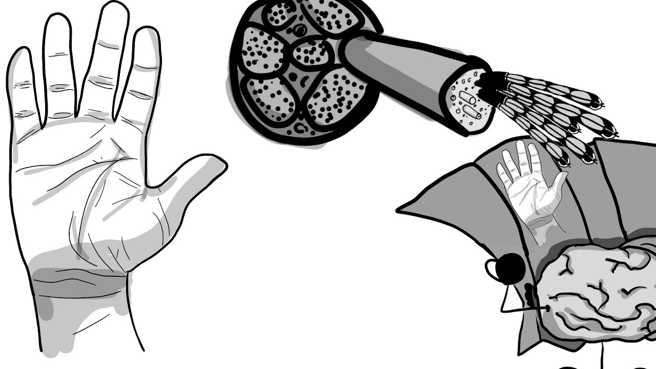Les voies tactiles et proprioceptives - Neurosciences - Perception #9