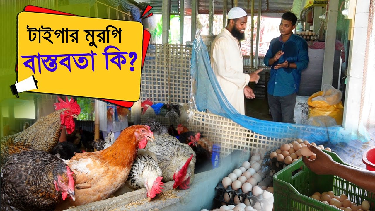 টাইগার মুরগি বাস্তবতা কি ? জিরো থেকে হিরো নয় আসুন বিস্তারিত দেখি | Tiger murgi farm || কৃষি ঘর