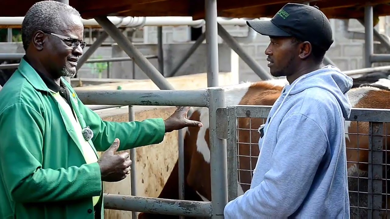 KEEPING RECORDS IN DAIRY FARMING-SHAMA HOLDINGS FARM.. #DAIRY FARMING 
