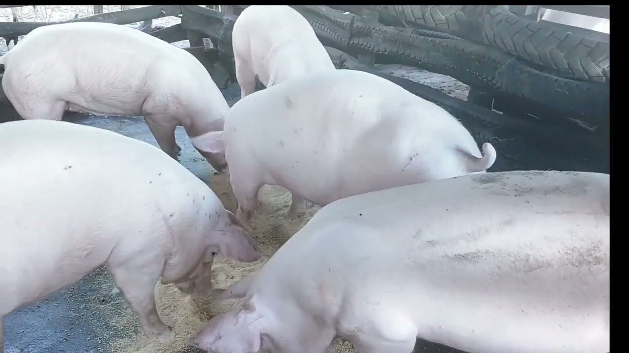 Porcos no ganho de peso da lucro? veja como Eles estão. 