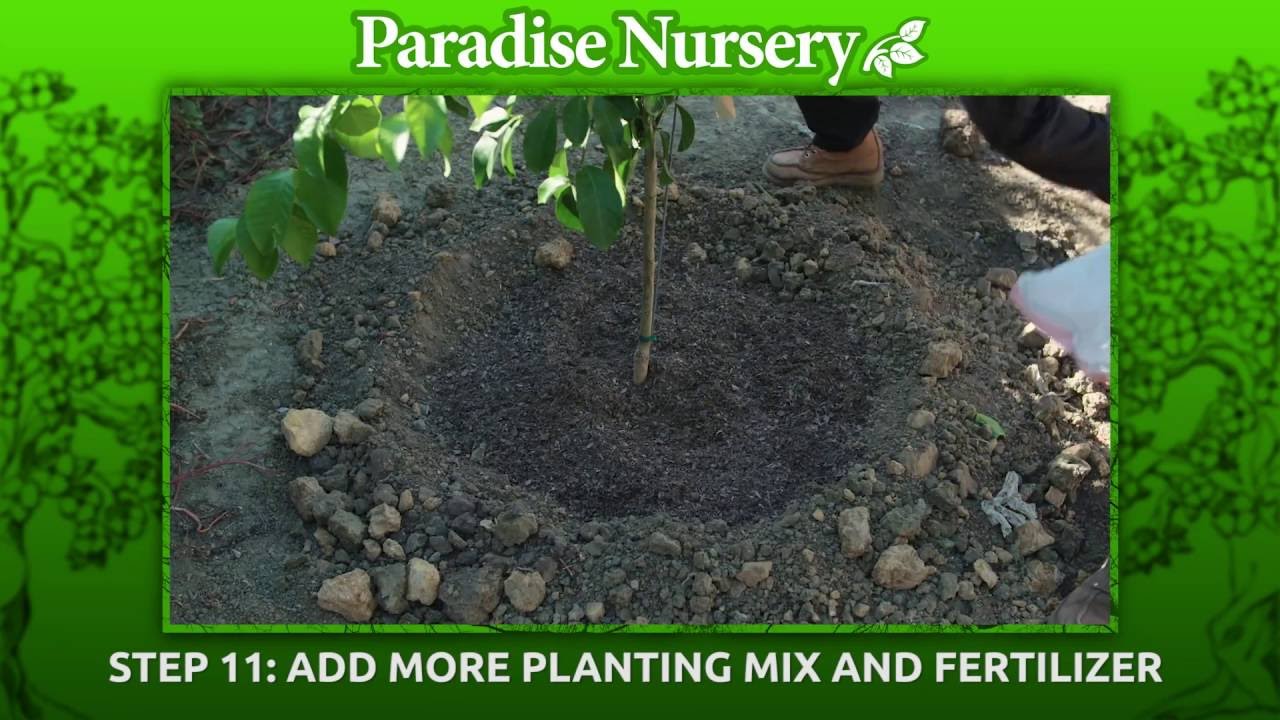 How to plant a 15 gallon size tree