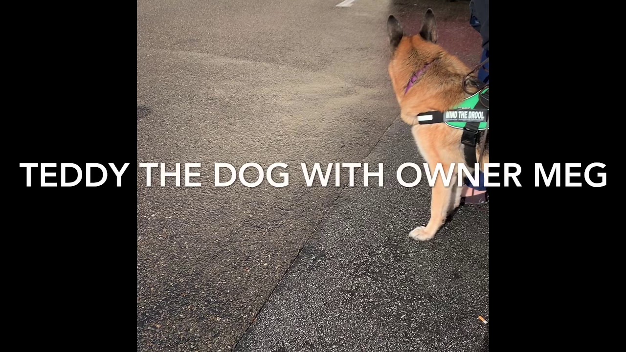 AKC Scentwork - training Handler Discrimination