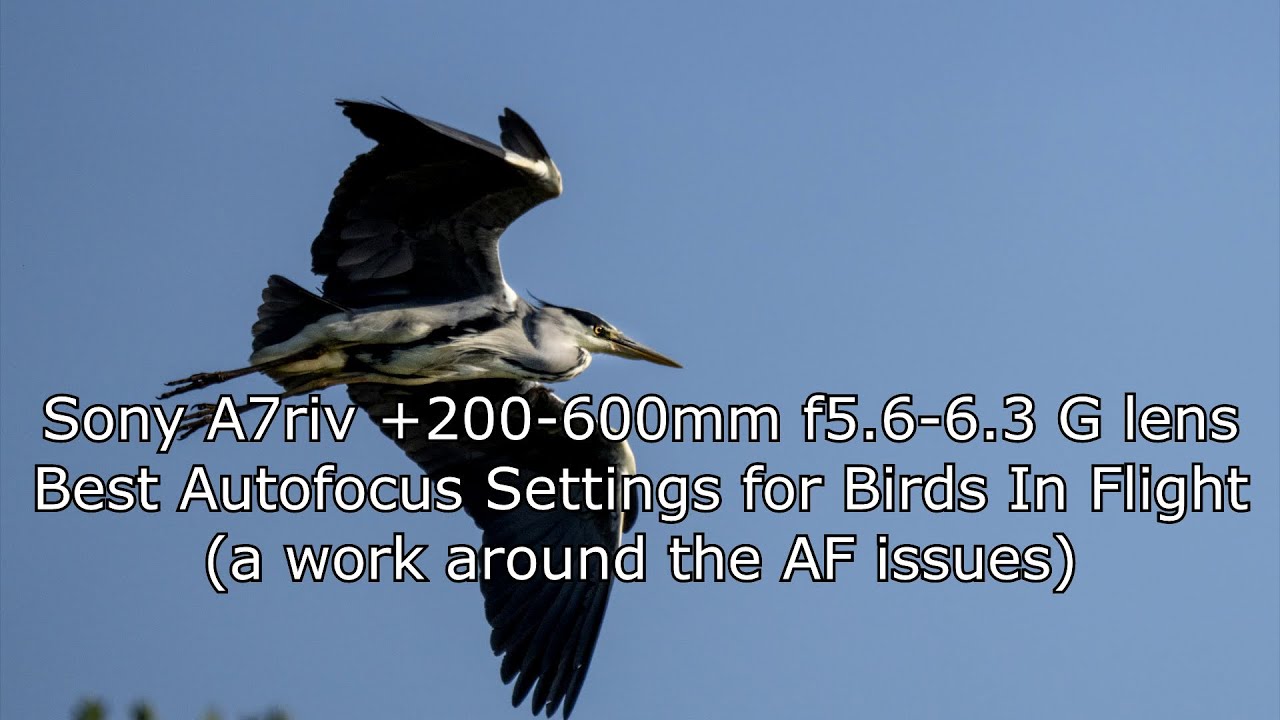 Sony A7riv +200-600 f5.6-6.3 G lens , autofocus issues work around