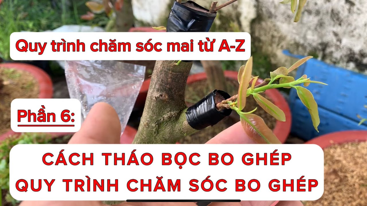 Phần 6: Cách chăm sóc cây mai mới ghép | Sau khi ghép trên 15 ngày tháo bọc