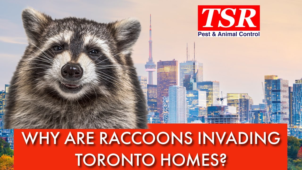 Why Raccoons Are Taking Over Toronto Homes | Raccoon Removal Toronto Explained