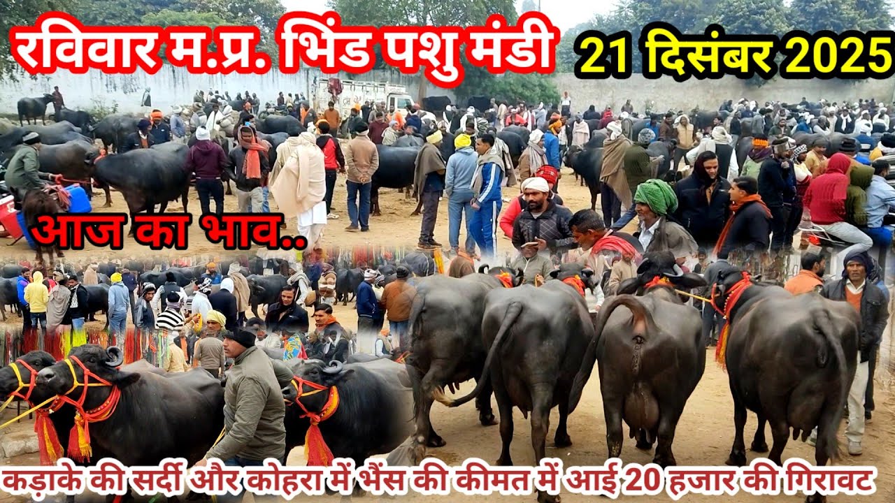 Bhind Pashu Mela | ठंड और कोहरे में भिंड में भैंस हुई सस्ती | pashu mandi | Murrah buffalo #baffalo 