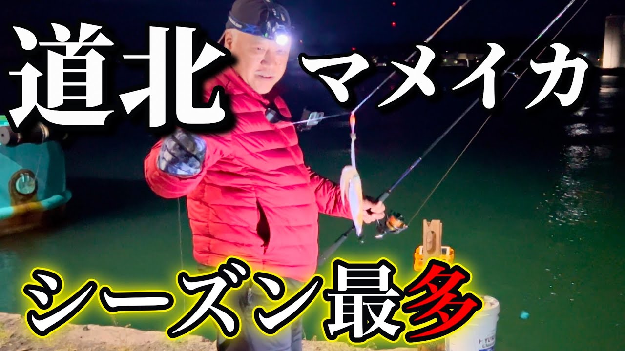 【北海道】【釣り】マメイカシーズン最多！留萌マメイカ！増毛春の味まつり！