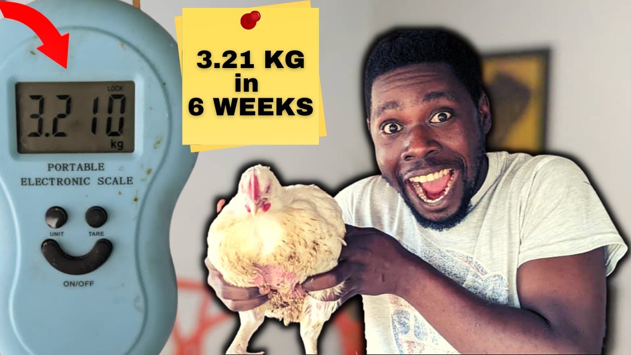 How I Get 3.21KG in 6 Weeks, No Broiler Growth Promoter, Booster. JUST THESE!