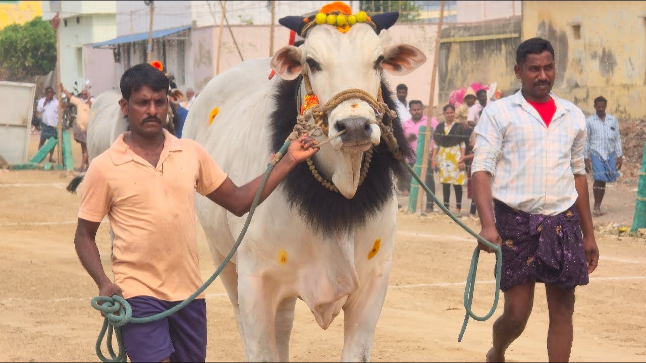 అన్నంబొట్లవారిపాలెం జూనియర్స్ 1వ జత. బుర్ర ముక్కు కౌసల్య రెడ్డి గారు కుంచనపల్లి గ్రామం 3006.1