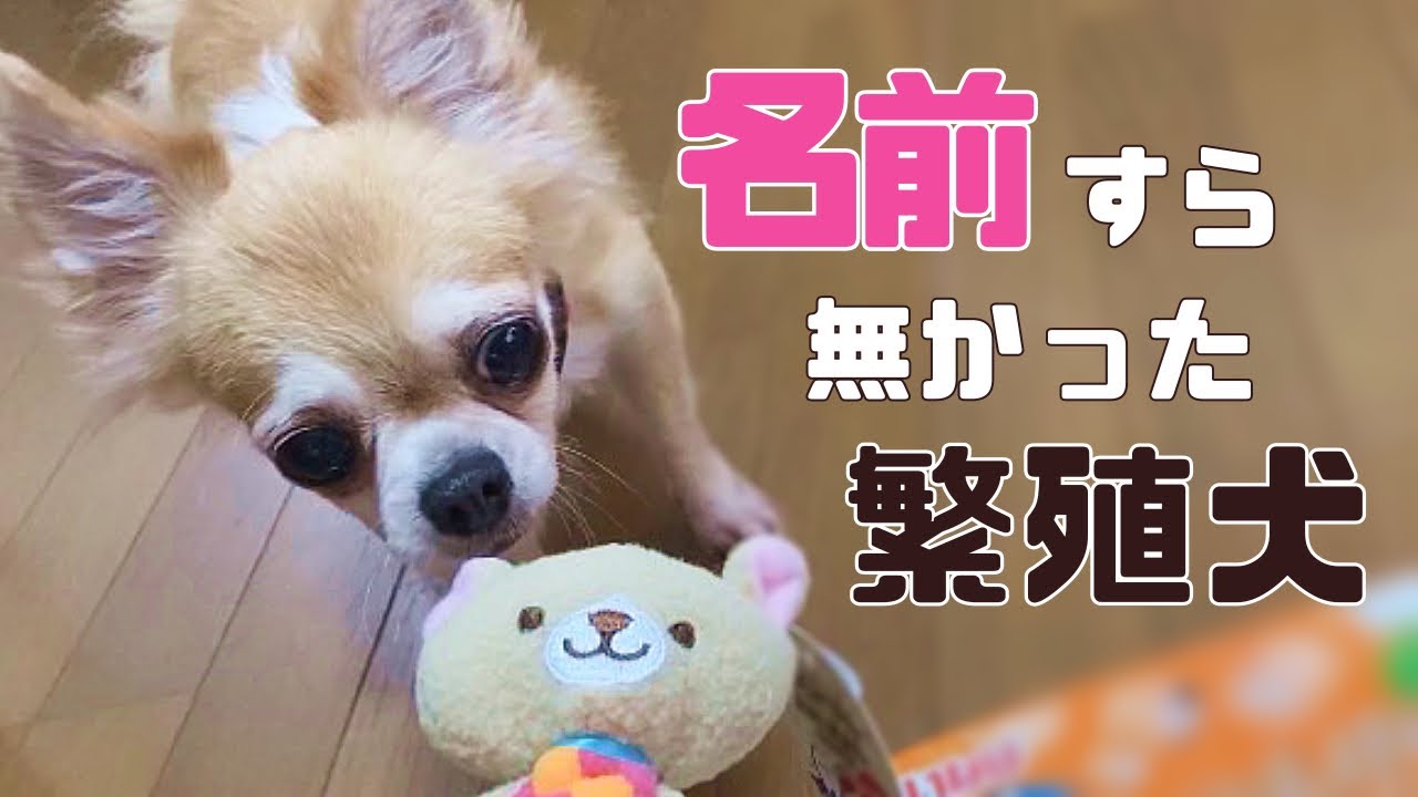 子犬を産む道具のように扱われてきた保護犬に「お嫁入りグッズ」が届きました「vol 248」