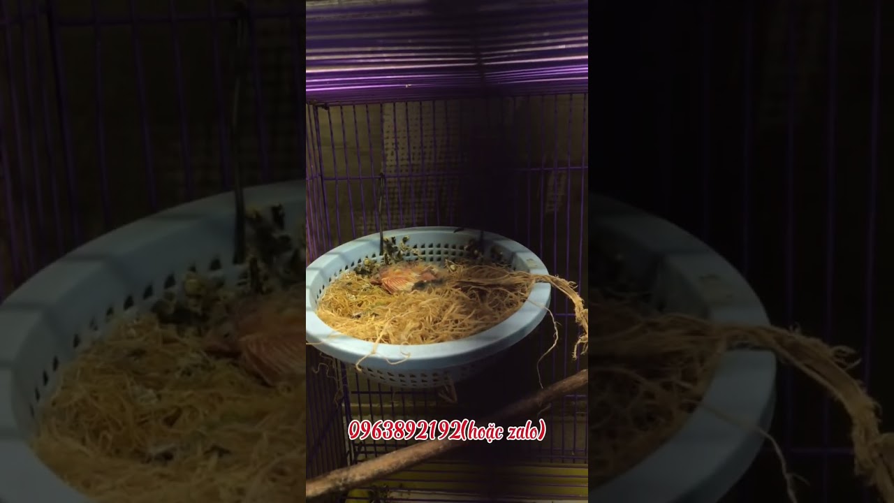 Shop mời khách tham khảo!#canary #birds #canarybird #hoangyen #chimcanh 