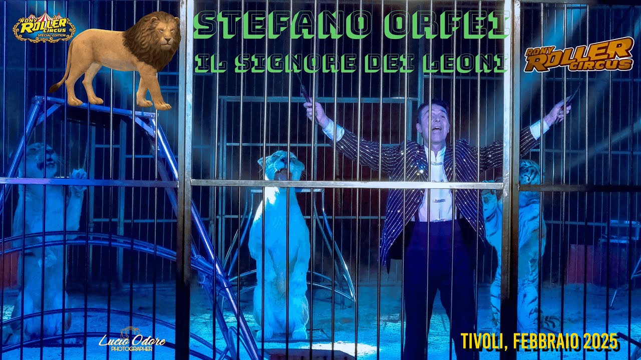 Circo RONY ROLLER presenta la gabbia di STEFANO ORFEI con leoni e tigre. Tivoli, febbraio 2025.