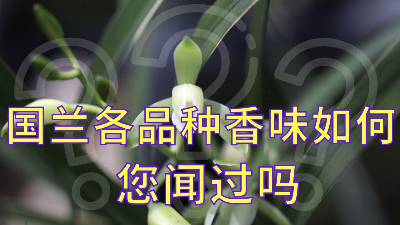 国兰各个兰花品种的香味如何？
